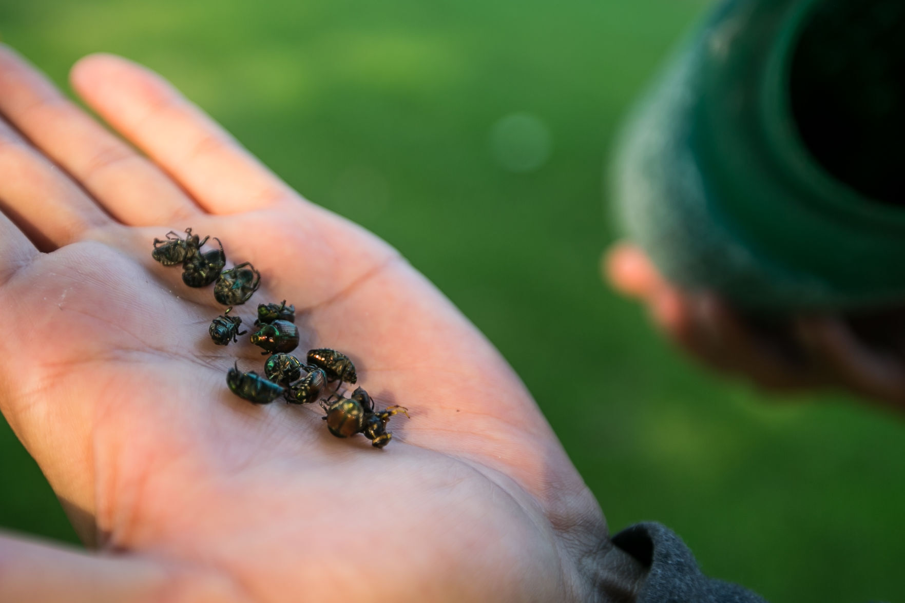 Handful of Japanese beetles